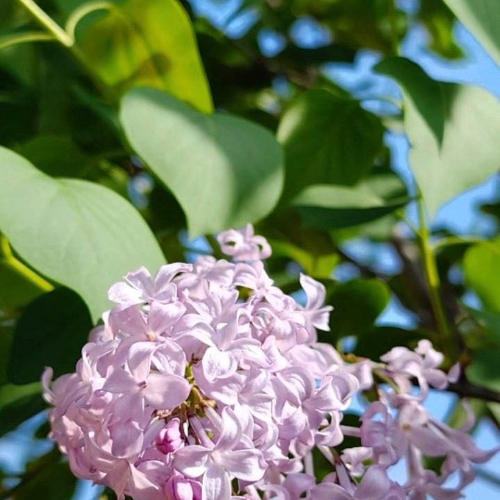CU세종마스터힐스1차점