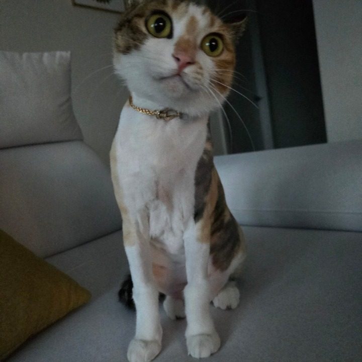고양이