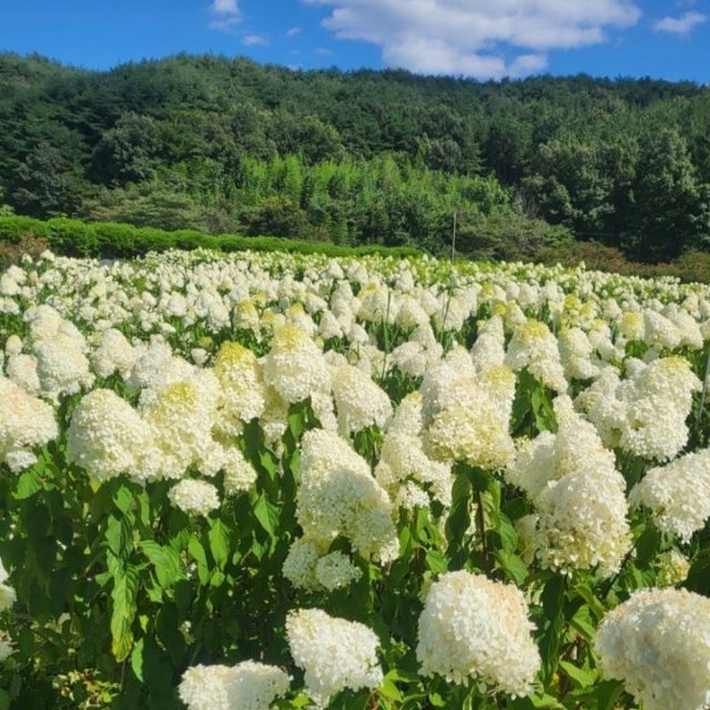 동부 수국 농원