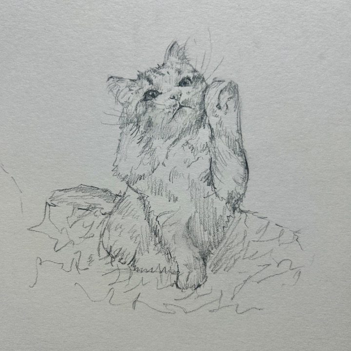 반려동물 스케치 그려드려요 그림