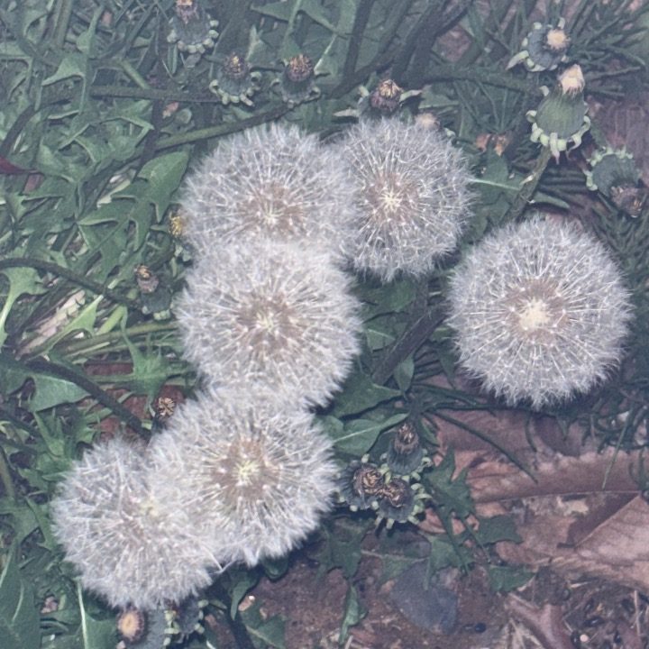 당근 네일