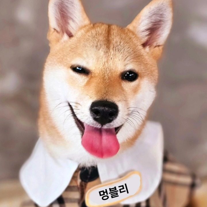 멍블리 애견유치원 & 애견카페