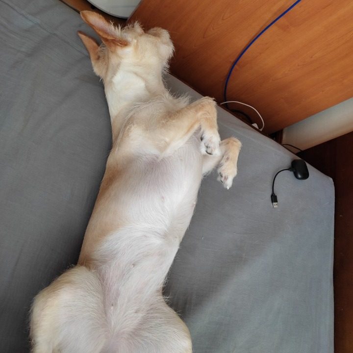 마린시티 강아지 산책