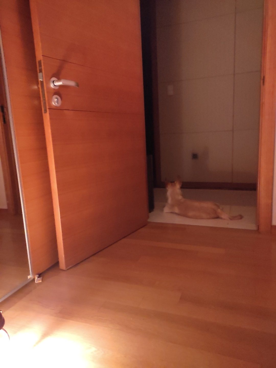 마린시티 강아지 산책 picture 2