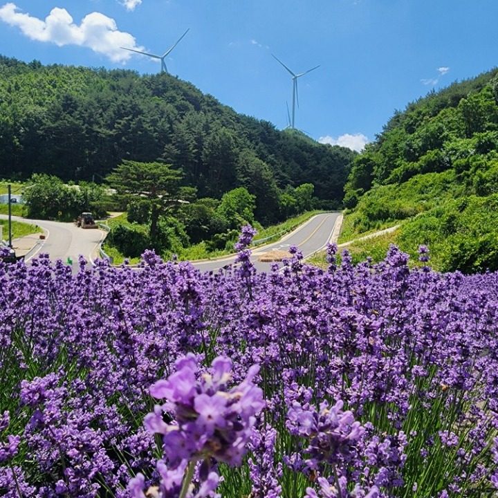 바람길꽃마을