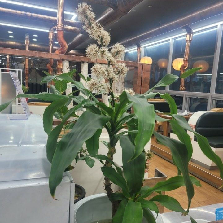 화로구이청라