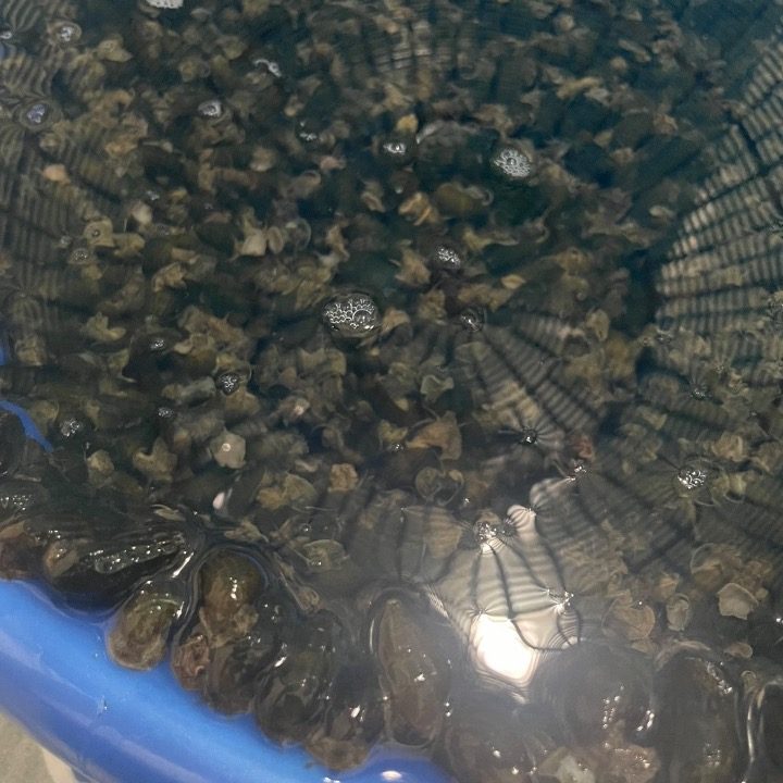 진주 다슬기