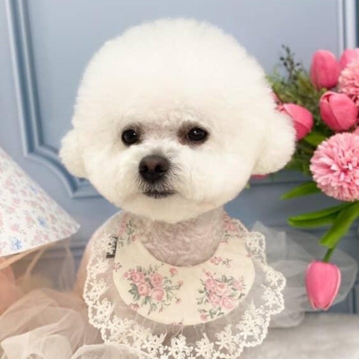 헤이몽