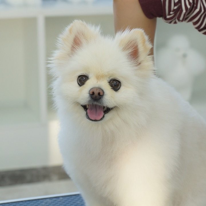 대전애견전문센터