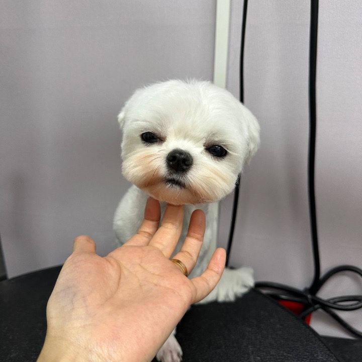 ON 애견미용