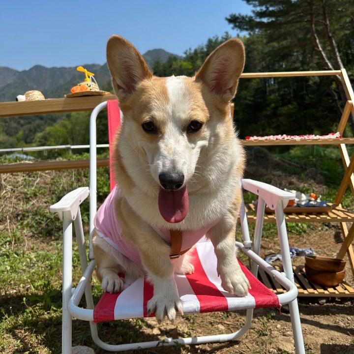 강아지 시터