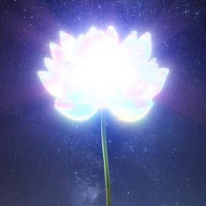 황금빛꽃