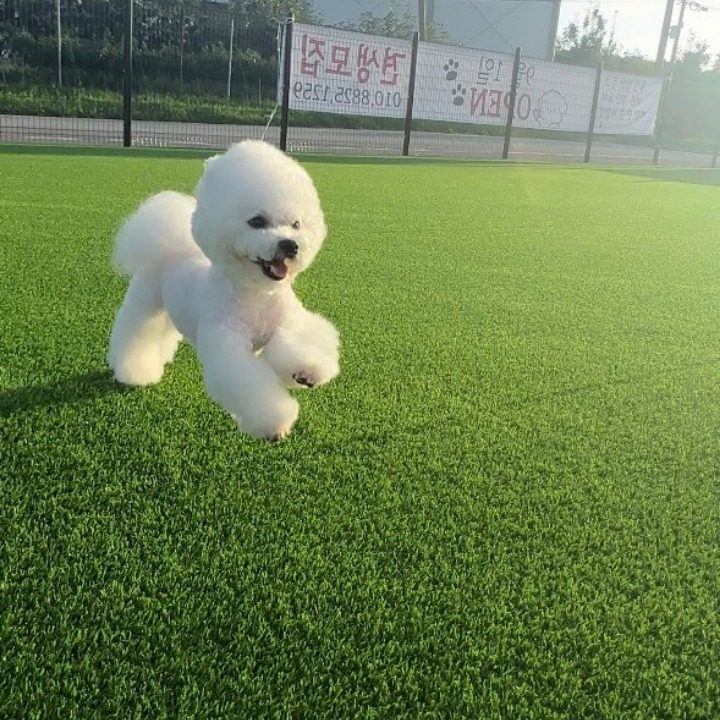 강아지 마을회관