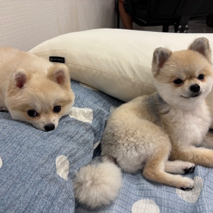 라이언