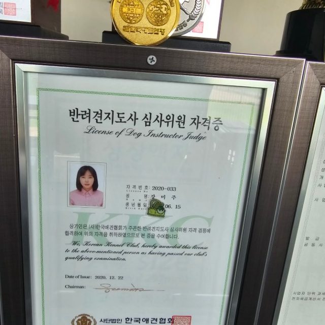 메이저애견훈련학교