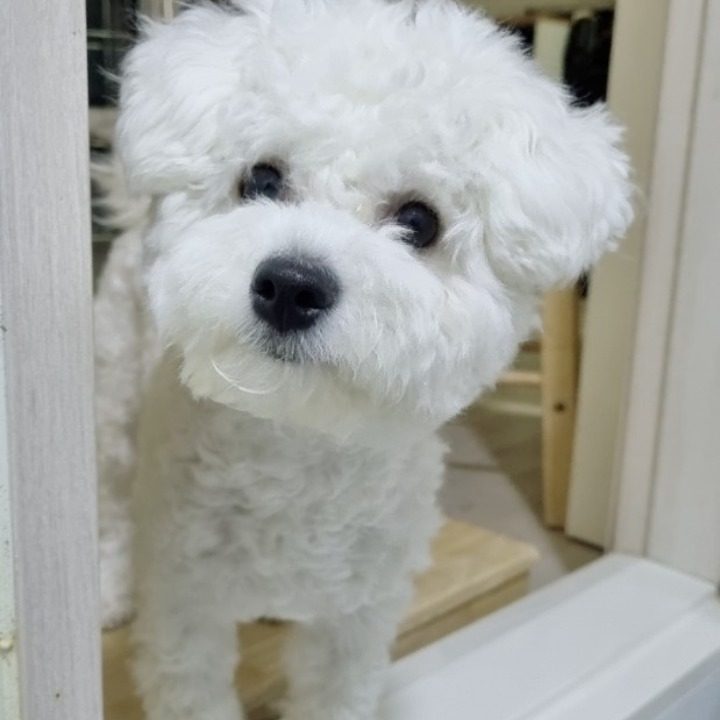 강아지돌봄 시터집 소형 중형견