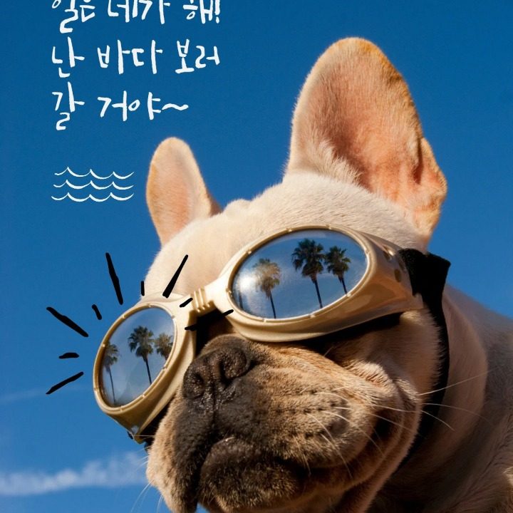 애견미용학원