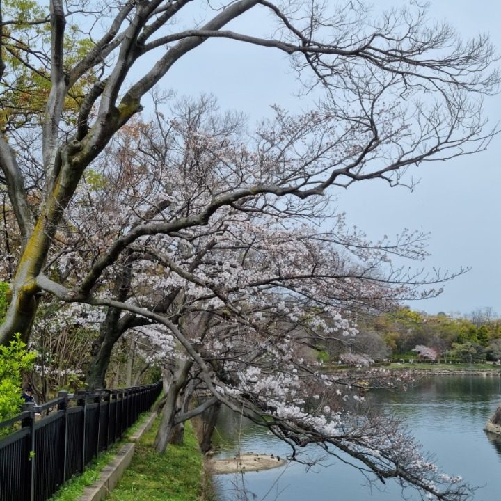 원어민 일본어강의, 일본어 통번역