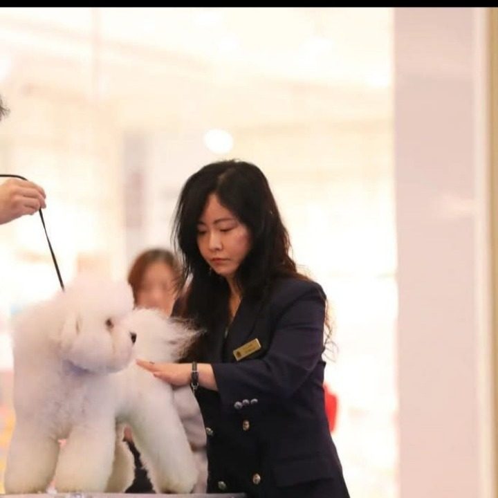정왕동 애견미용