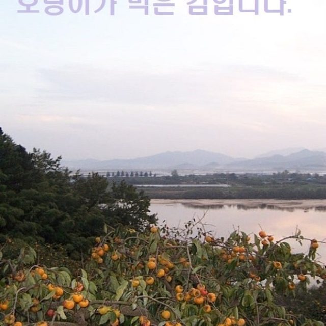 영농법인한국단감연구소