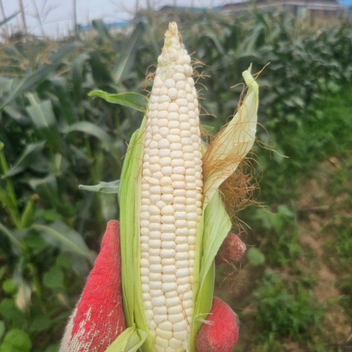 천안뜰