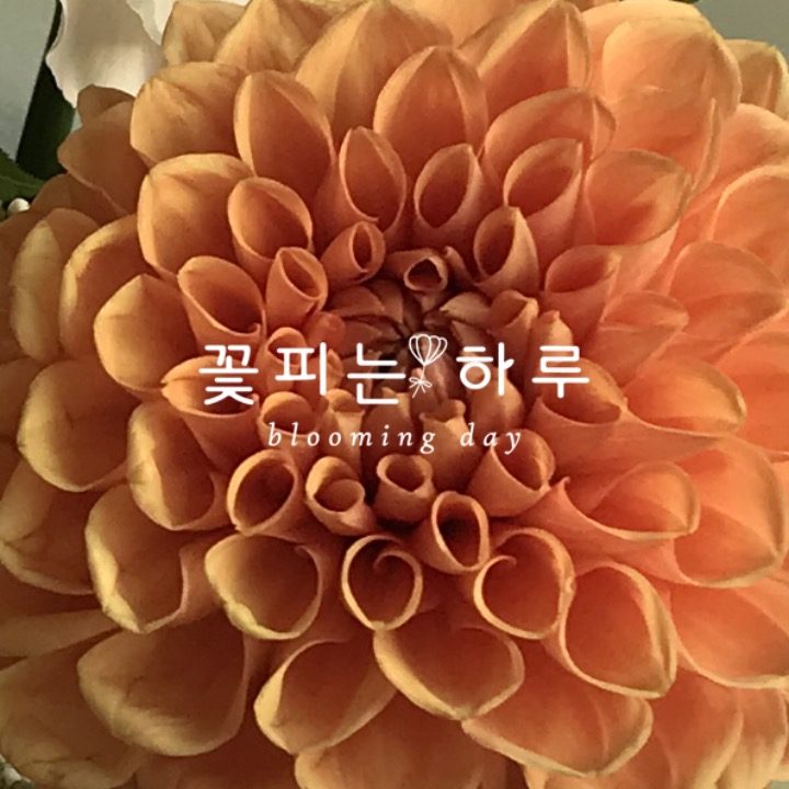 꽃피는하루