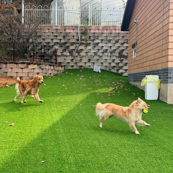 강아지 돌봄&호텔링 메리하우스