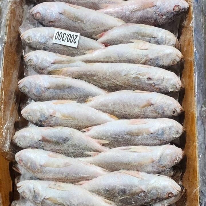 일광수산