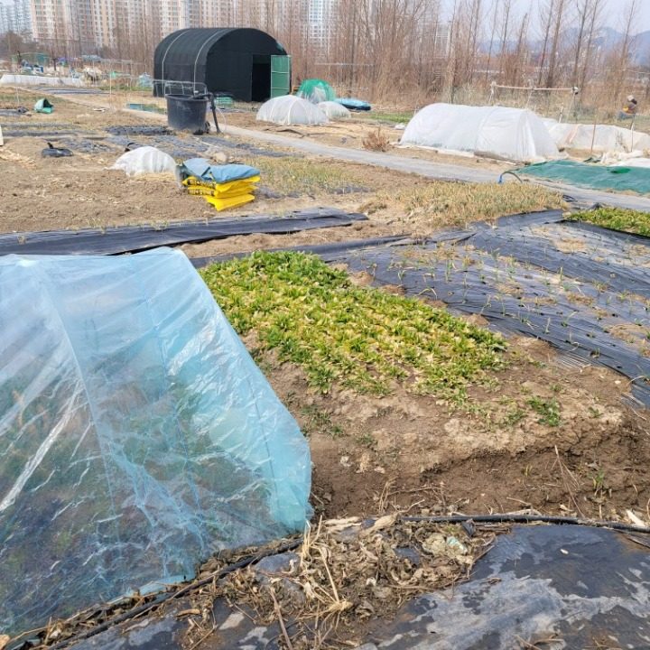 금강동 텃밭
