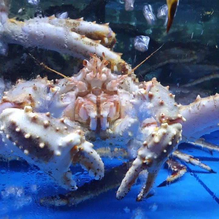 아산대게 지중해점