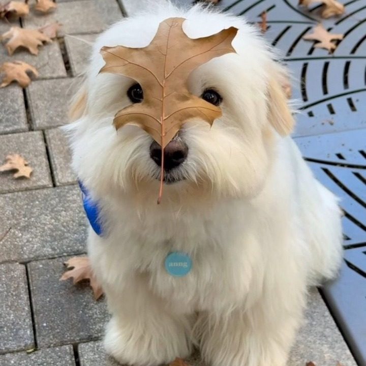 하동이