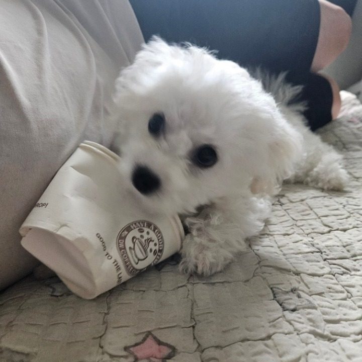 한오백년