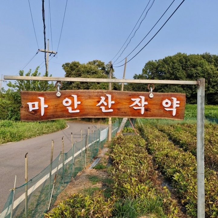 마안산 작약