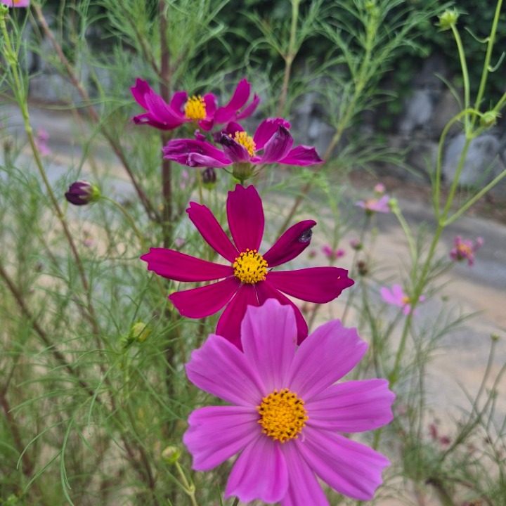좋은꿈 마케팅
