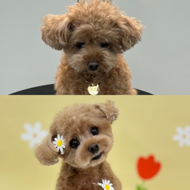 푸키