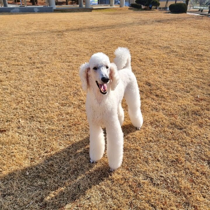 호야펫