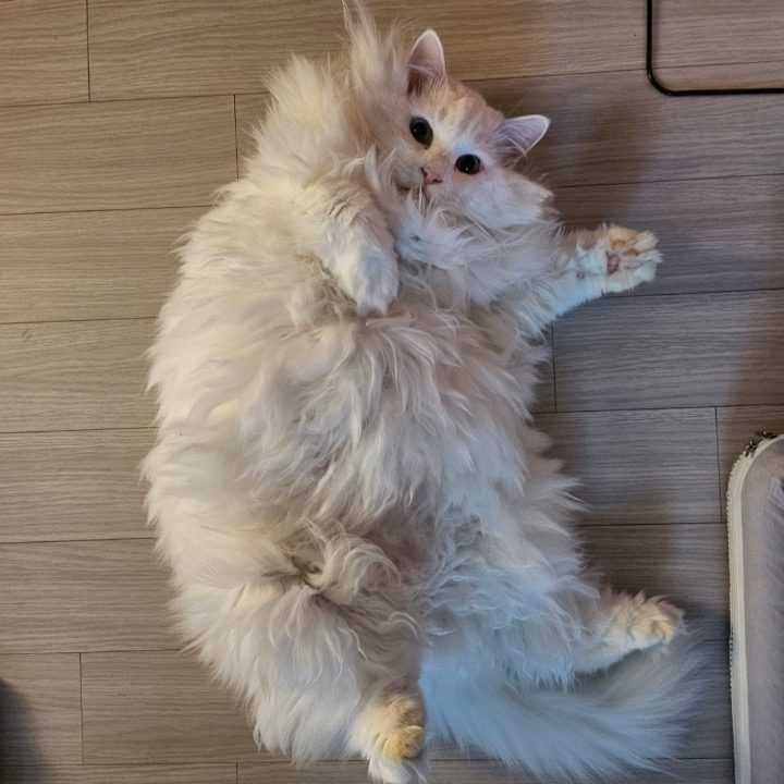 당근고양이