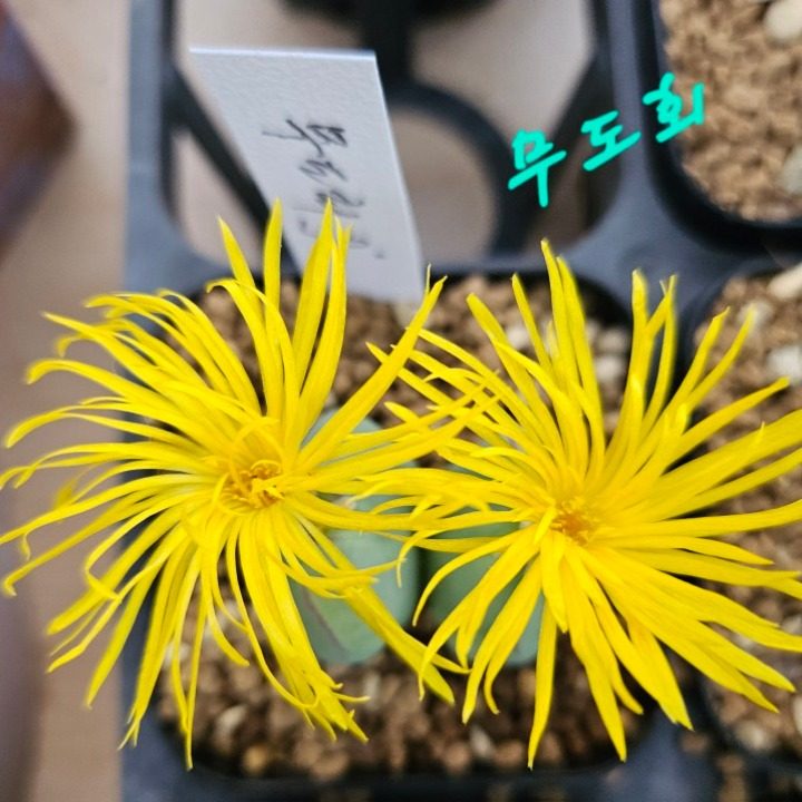 더그린농원