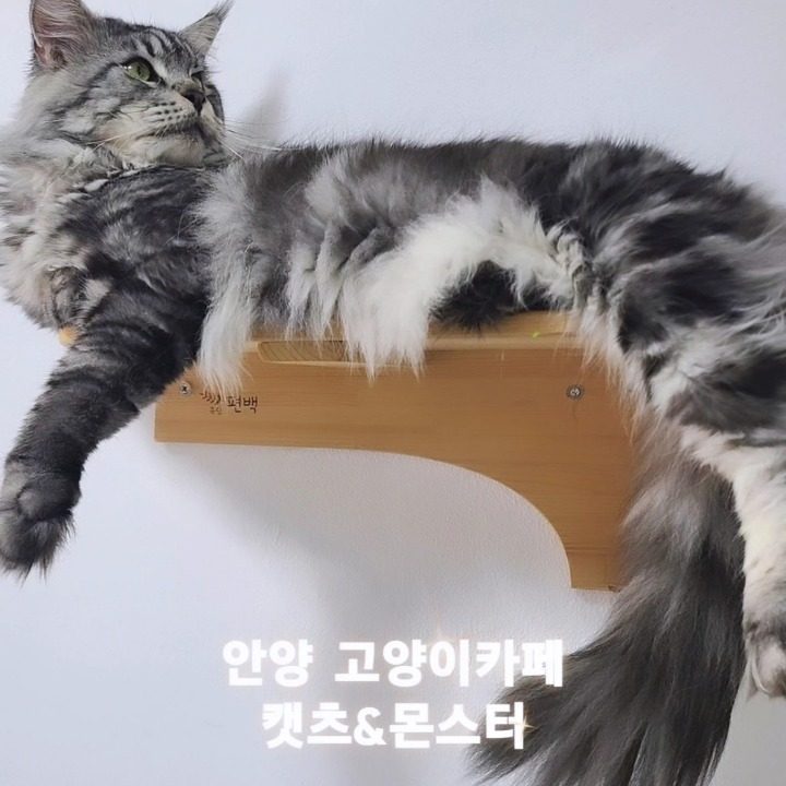 캣츠앤몬스터 고양이카페