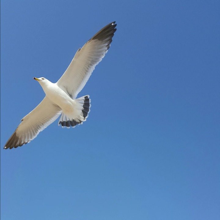 효원이네국밥
