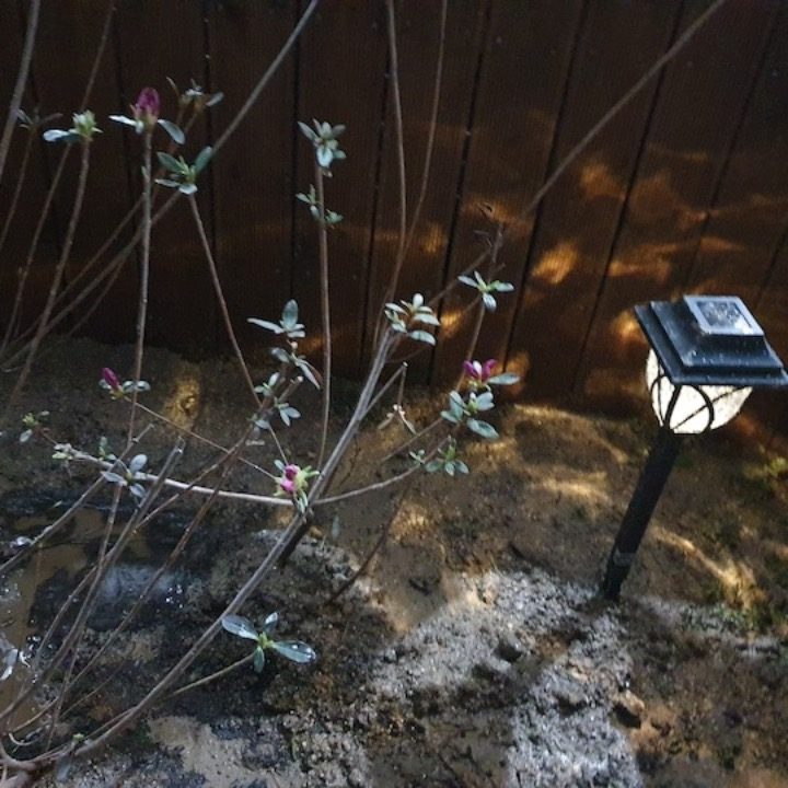 조명박사