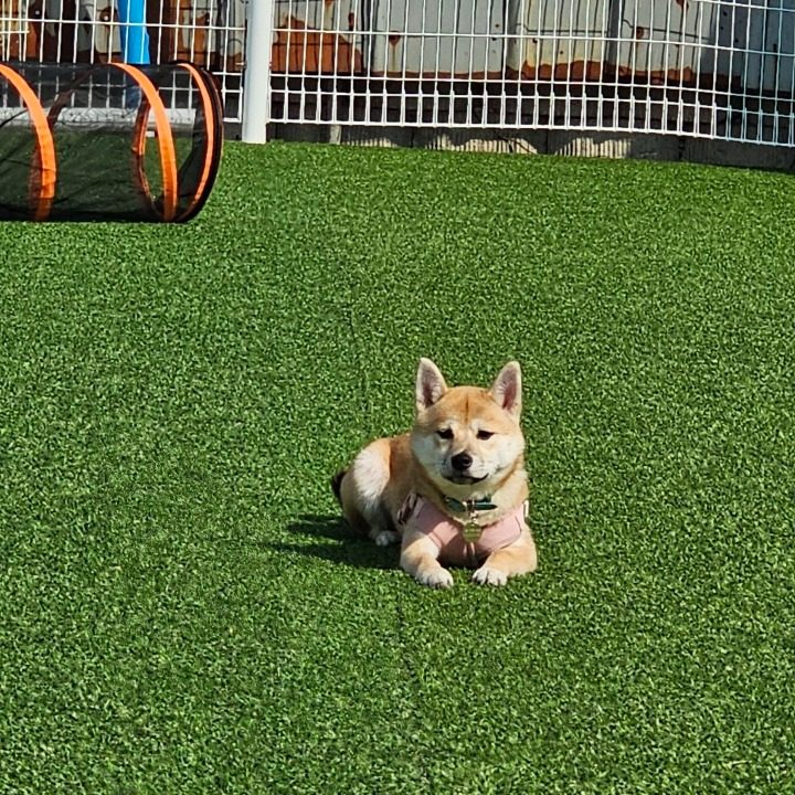 조댕이네