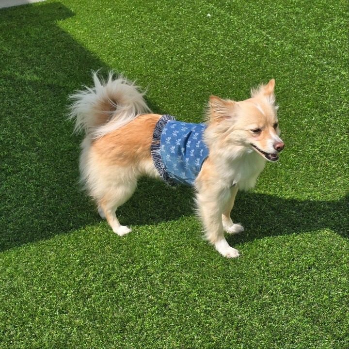 바다네 펫시터