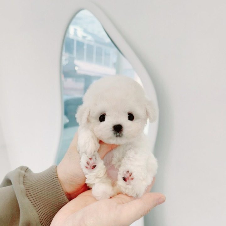 퍼피캣 대구경산점