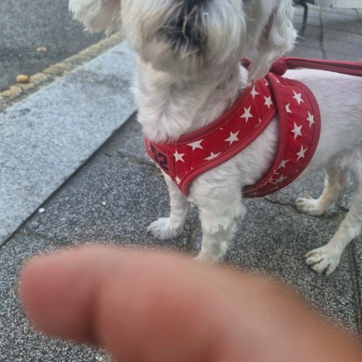 강아지