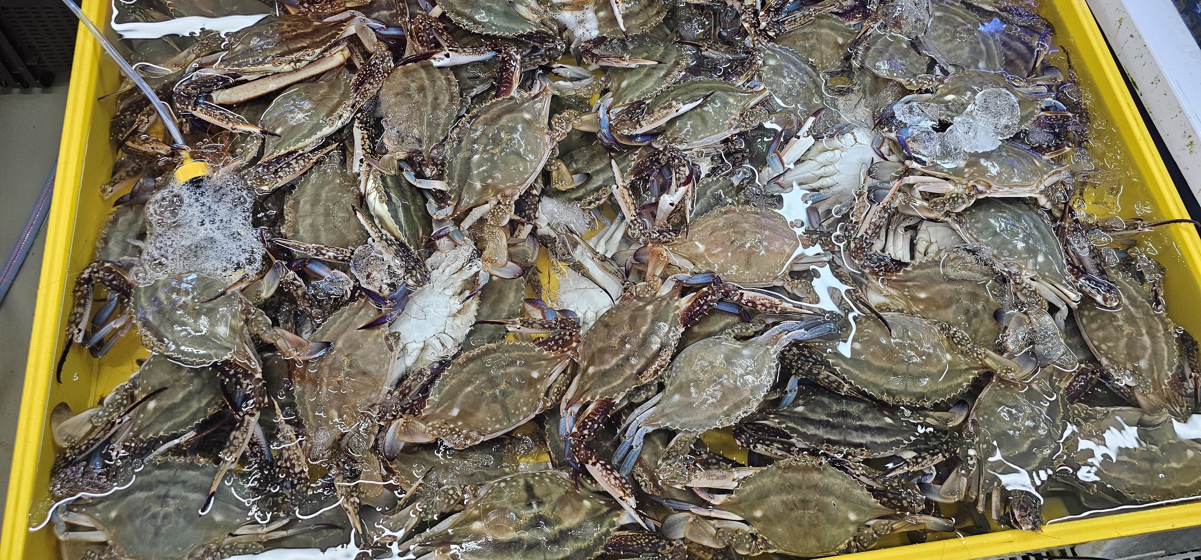 진정한 밥도둑, 군산 가을 꽃게가 돌아왔습니다! 🦀