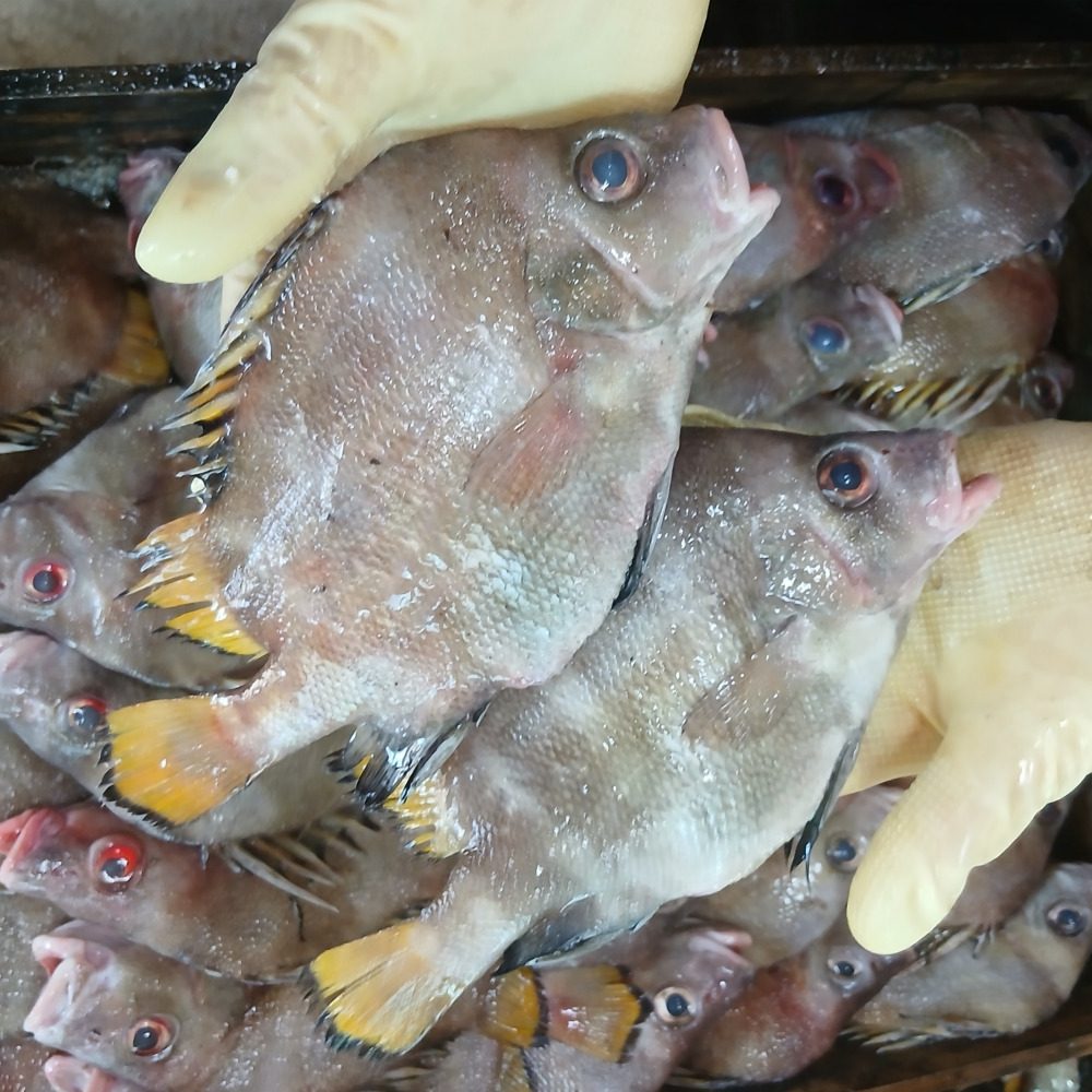 🐟 남해안 자연산 딱돔, 구이로 끝내줍니다