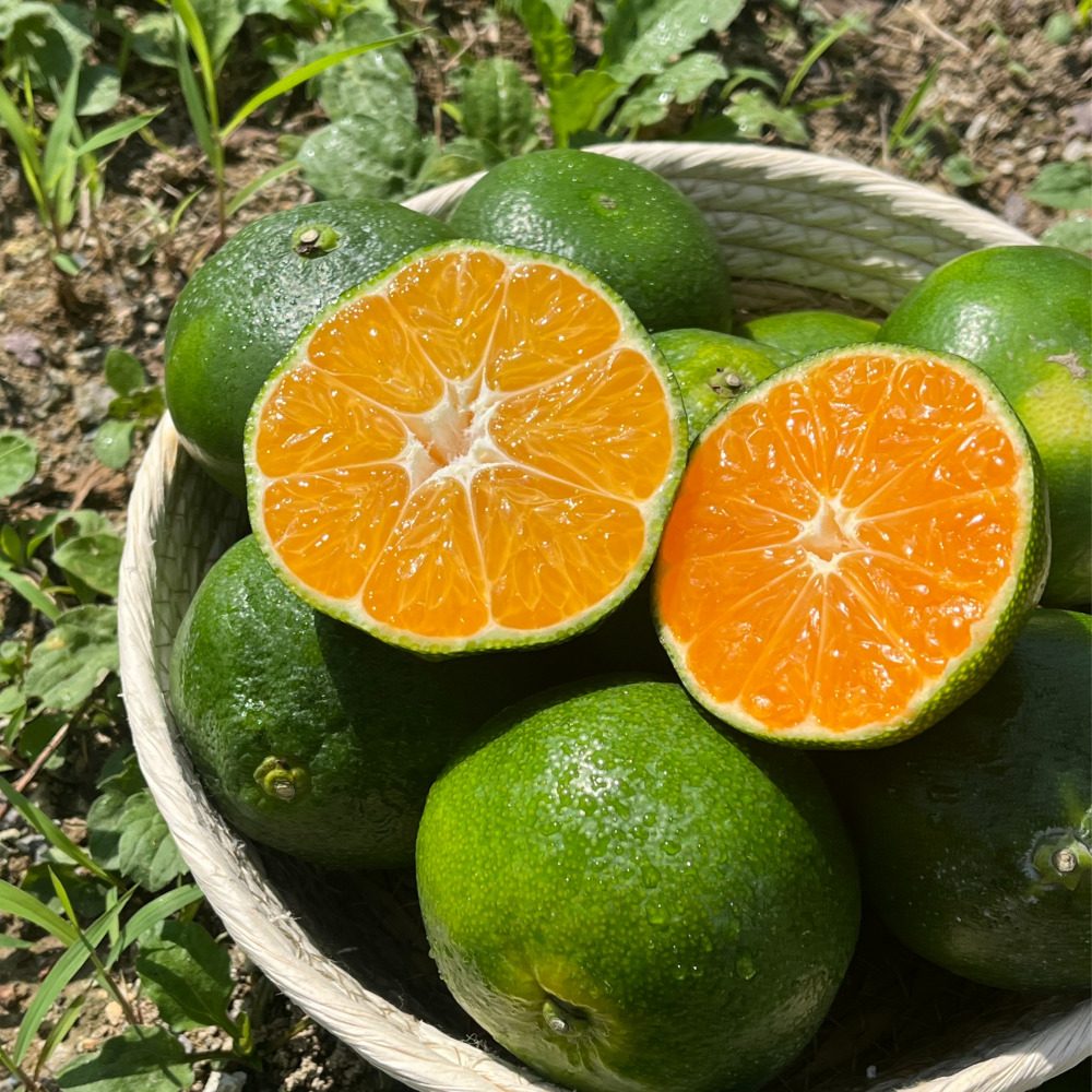 🍋 8~9월에만 나오는 진짜 청귤