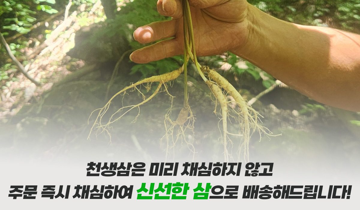 🌫 환절기 건강관리! 산양산삼 하루 한뿌리로 챙겨보세요 ! 지금 6-7년근  할인행사중 !