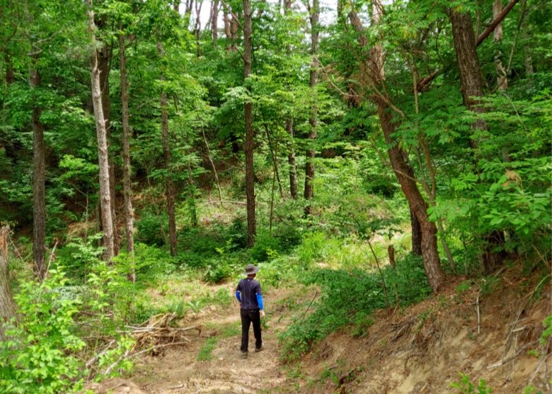 겨울철 몸보신에는 산삼이 최고죠 👍 산양산삼 야생방치삼 특가로 선보입니다 ^^